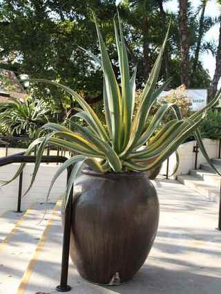 variegated-octopus-agave-container variegated octopus agave in a pot