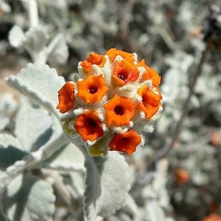 close up of woolly butterfly bush flower