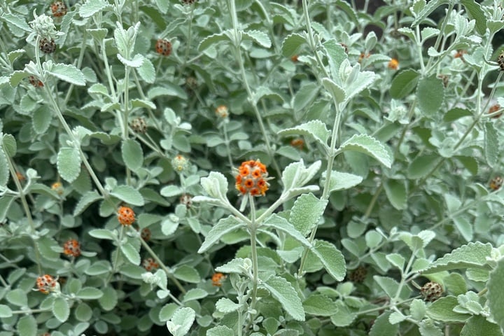 woolly butterfly bush