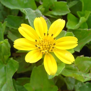 yellow-dot-flower close up of yellow dot flower