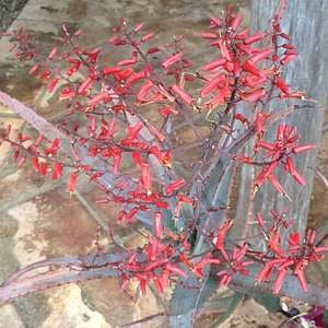 red flowers of aloe diablo