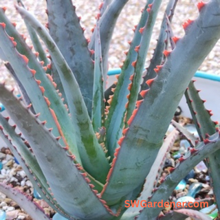 close up of aloe diablo red margins