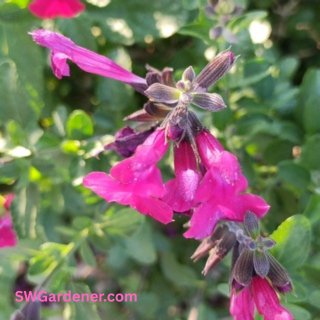 close up of autumn sage flowers