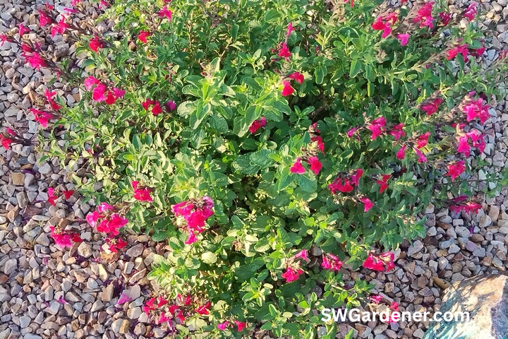 autumn sage