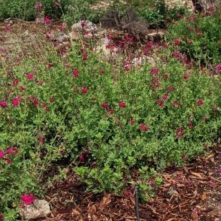 baby-sage-sm baby sage shrub