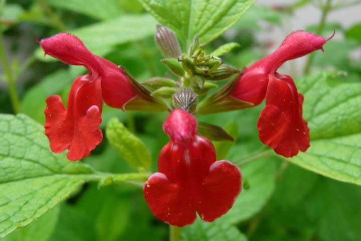 red flowers of baby sage