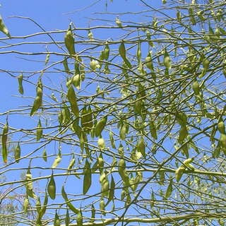 blue-palo-verde-pods blue palo verde seed pods