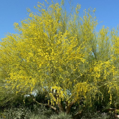 blue-palo-verde-tree blue palo verde tree in bloom