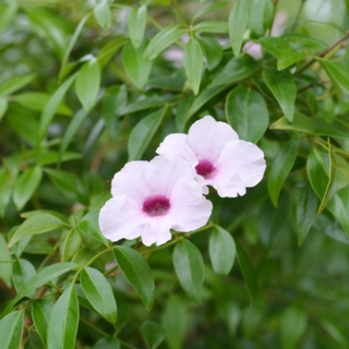 pink bower vine flowers