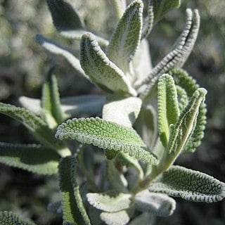 cleveland-sage-leaves close up of cleveland sage leaves