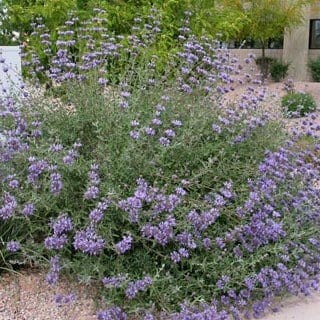 cleveland-sage-sm cleveland sage shrub