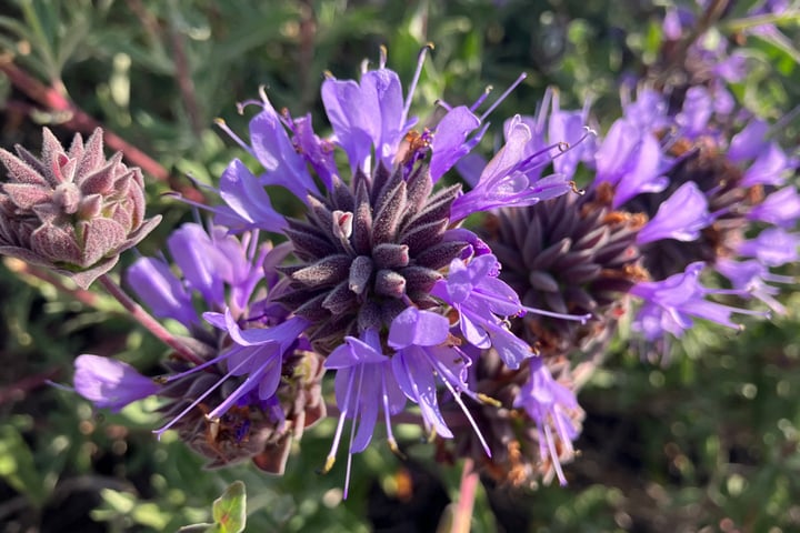 cleveland sage flowers