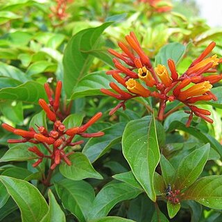firecracker bush flowers