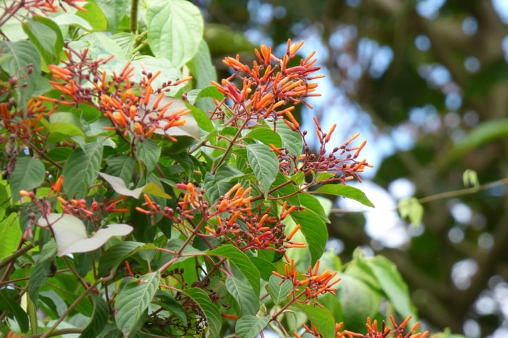 firecracker bush