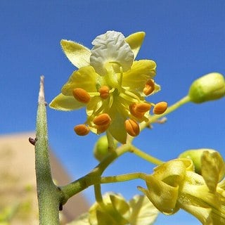 foothills-palo-verde-flower close up of foothills palo verde flower