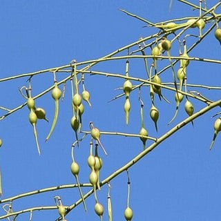 foothills-palo-verde-pods foothills palo verde seed pods