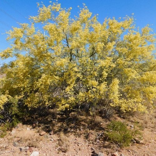 foothills-palo-verde-tree foothills palo verde tree in bloom
