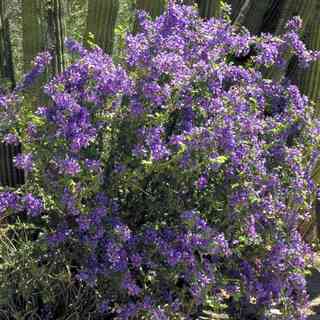 guayacan shrub covered with purple flowers