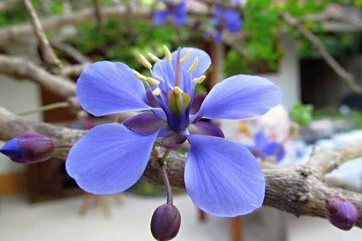 purple guayacan flower
