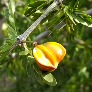yellow guayacan fruit