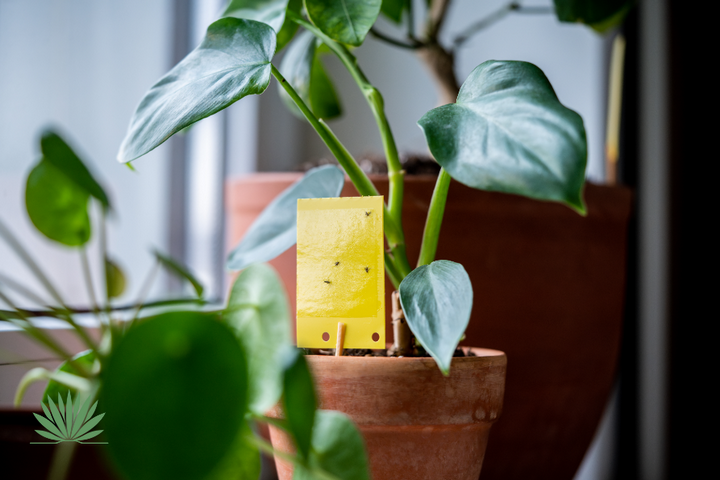 houseplant with yellow sticky trap