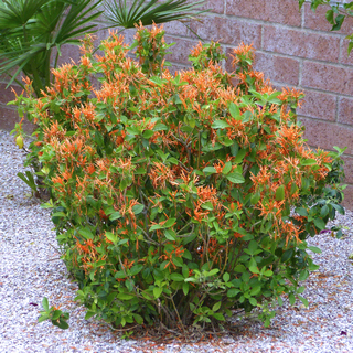 mexican honeysuckle