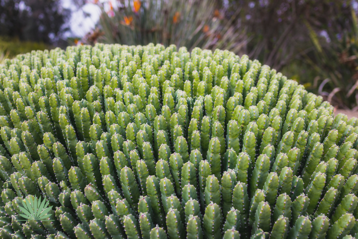 moroccan-mound moroccan mound succulent