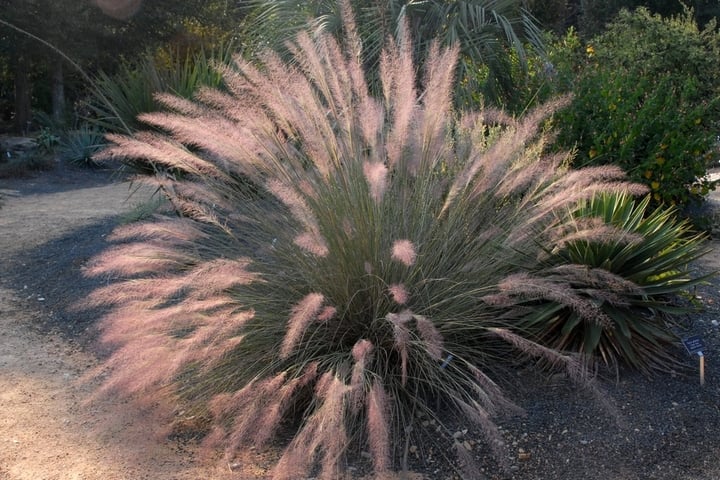 pink flamingo muhly grass