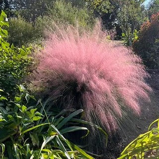 pink flamingo muhly grass