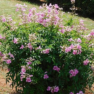 pink trumpet vine shaped as a shrub