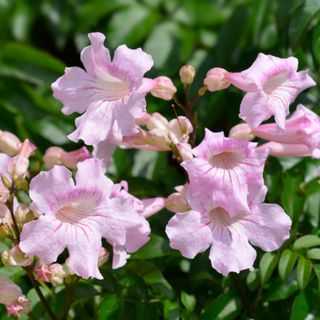 close up of pink trumpet vine flowers