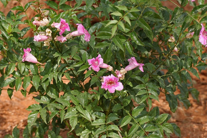 pink trumpet vine
