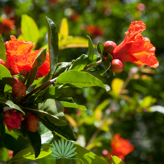 pomegranate flowers