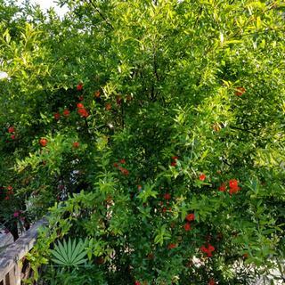 pomegranate shrub