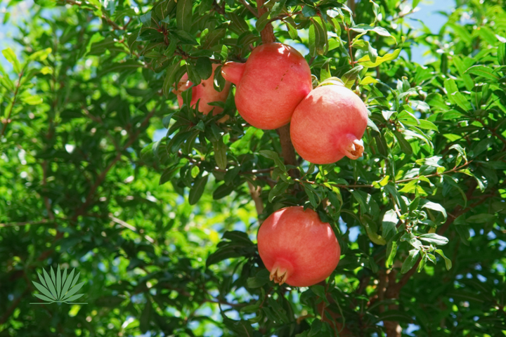 red fruit on pomegranate shrub