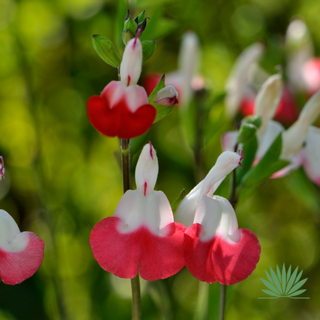 baby sage "hot lips"