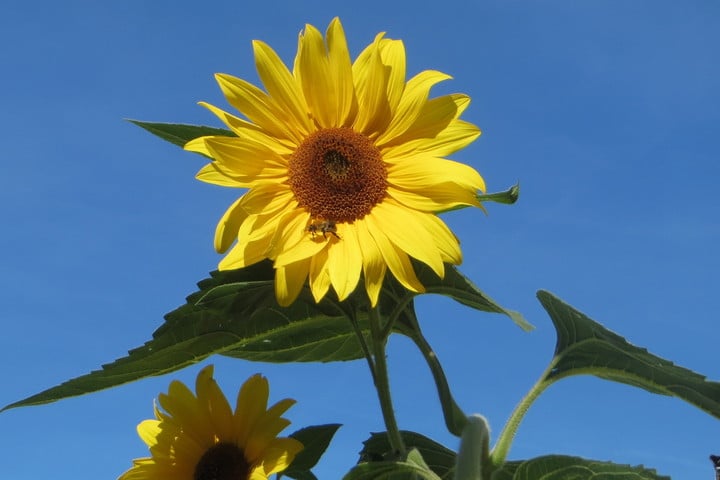 wild-sunflower wild sunflower