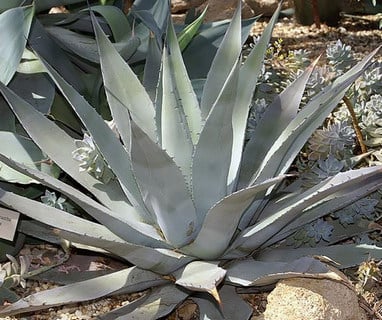 agave-parryi-huachucensis