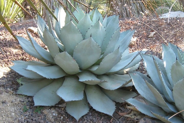 artichoke agaves