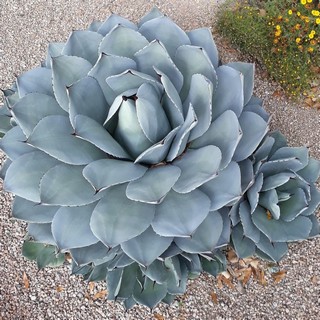 artichoke-agave-sm artichoke agave wiith offsets