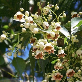 bottle tree flowers