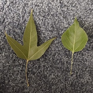 two bottle tree leaves compared