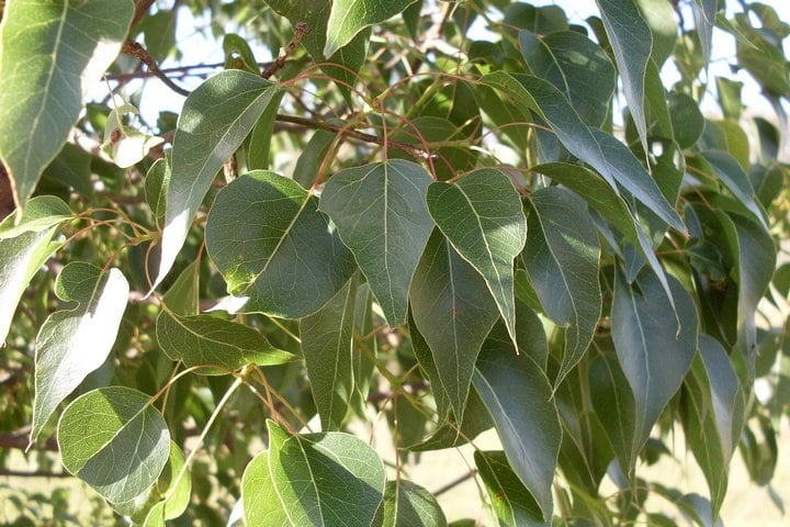 bottle tree leaves