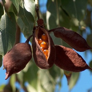 bottle tree pods