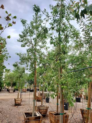 bottle trees in containers at a nursery