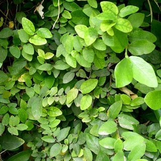 creeping fig foliage