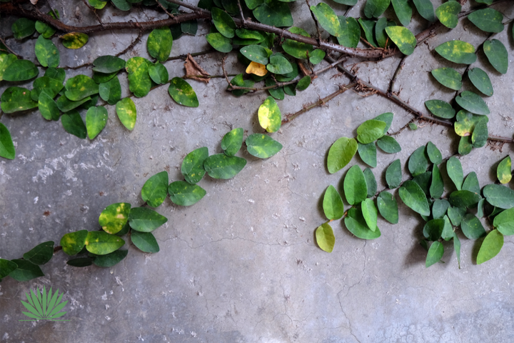 creeping fig growing on a wall