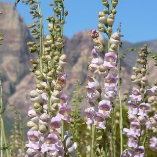 palmers penstemon