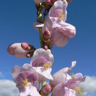 close up of palmer's penstemon flowers
