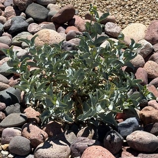 palmer's penstemon foliage